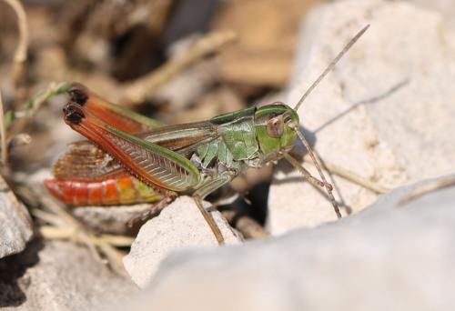 Stenobothrus sp.